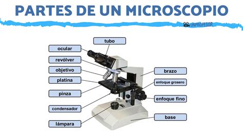 microscopio y sus partes